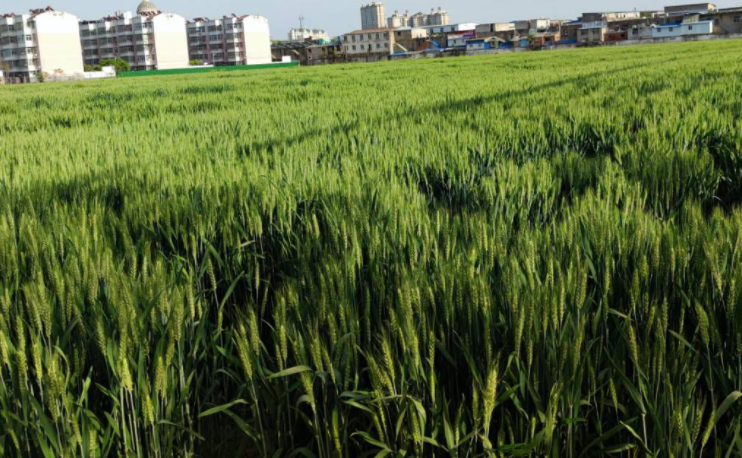 阜阳适合种什么