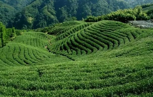 高山适合种什么