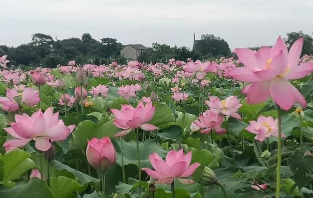 芜湖适合种什么