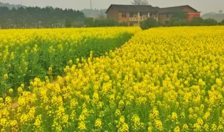 衡阳适合种什么