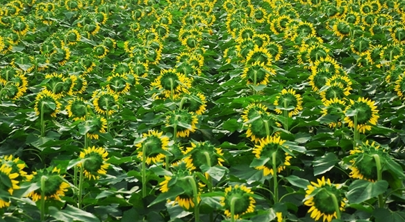 夏末适合种什么