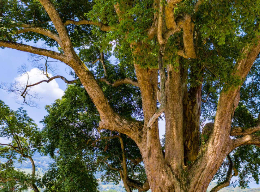 贵州适合种什么树