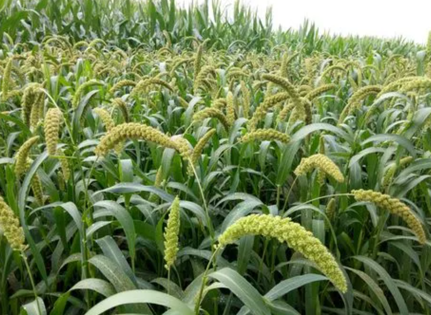 鲁西南 种什么 适合