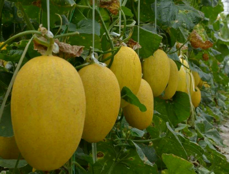 南方适合种什么瓜