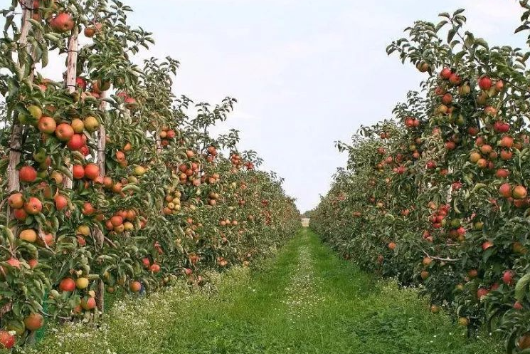 果树下适合种什么