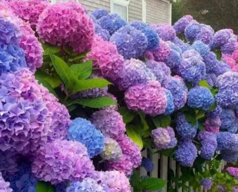 什么花适合庭院种