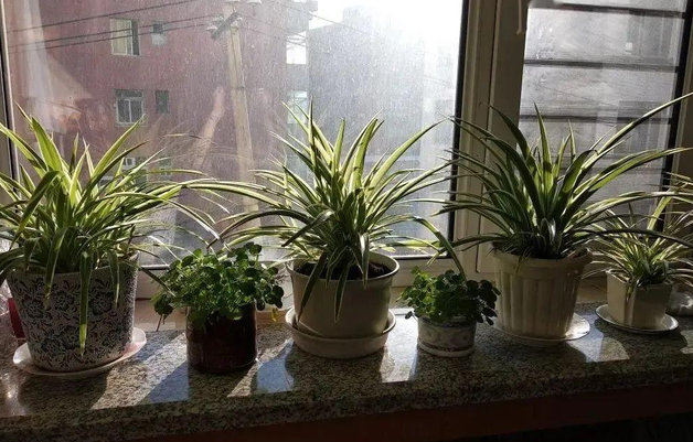 北阳台适合种什么