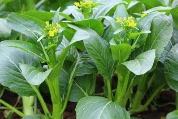 广州适合种什么蔬菜