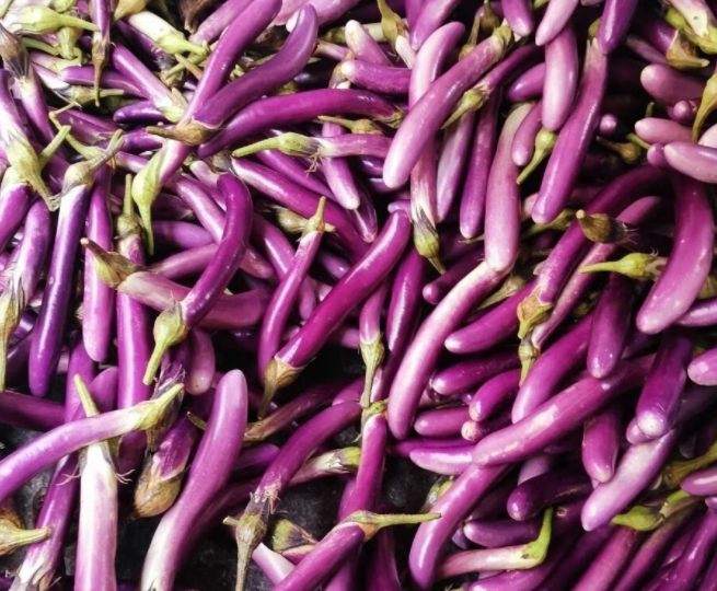 福建适合种什么菜