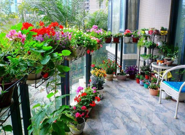 封闭阳台适合种什么