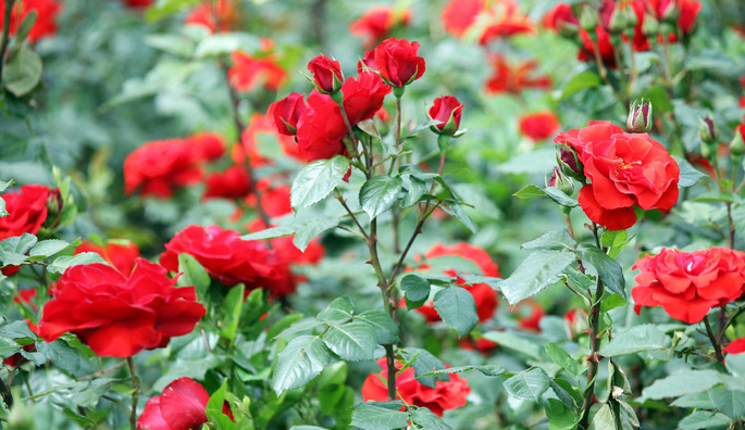 什么季节适合种玫瑰