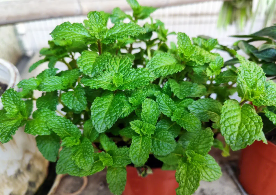 2023年适合种什么