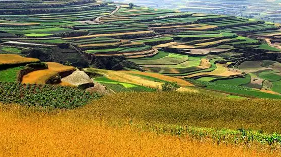 黄土地适合种什么