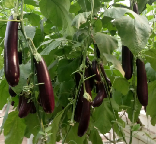 5月适合种什么菜