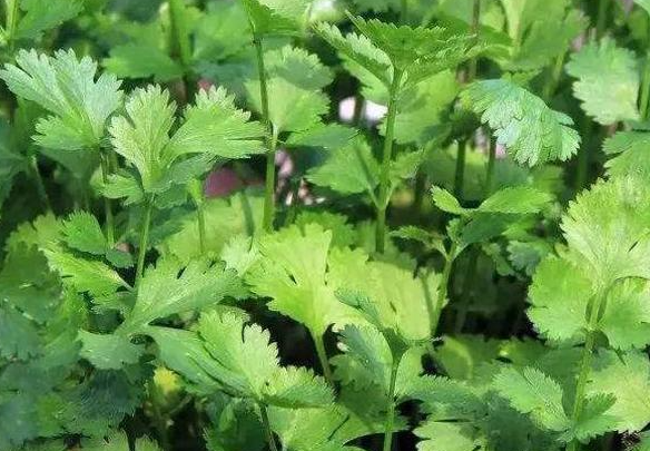 9月适合种什么蔬菜