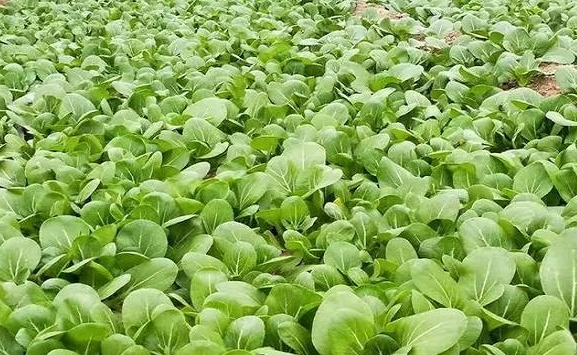 十一月适合种什么菜