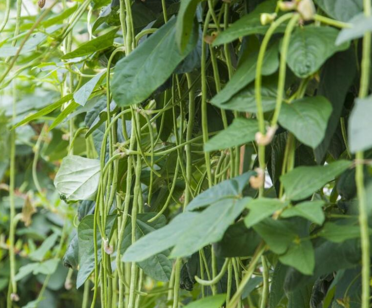 7月份种什么菜适合
