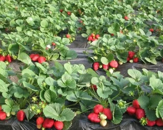 昆明适合种什么