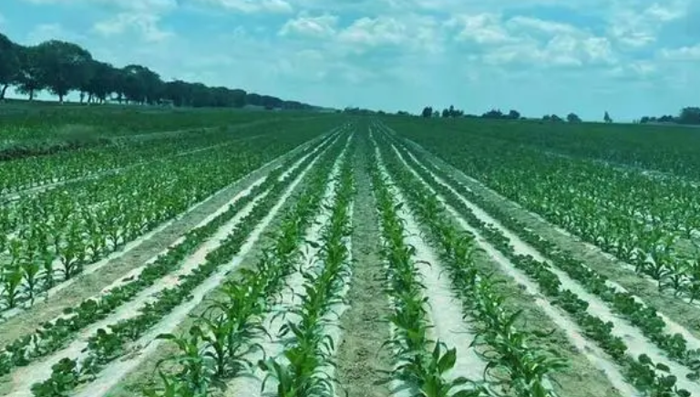 庆阳适合种什么