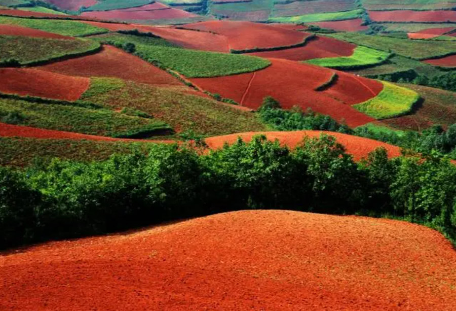 红壤适合种什么