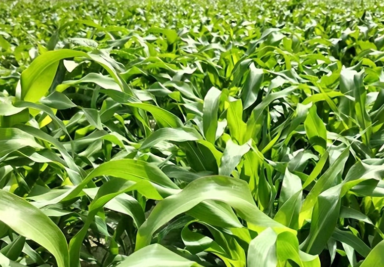 洼地适合种什么