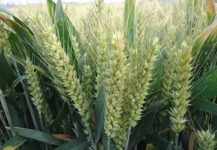 商丘适合种什么