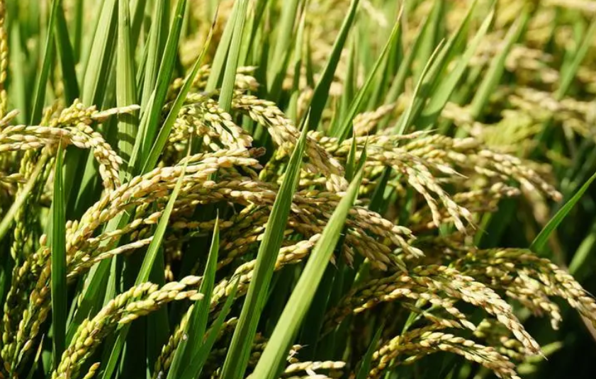 汉中适合种什么什么