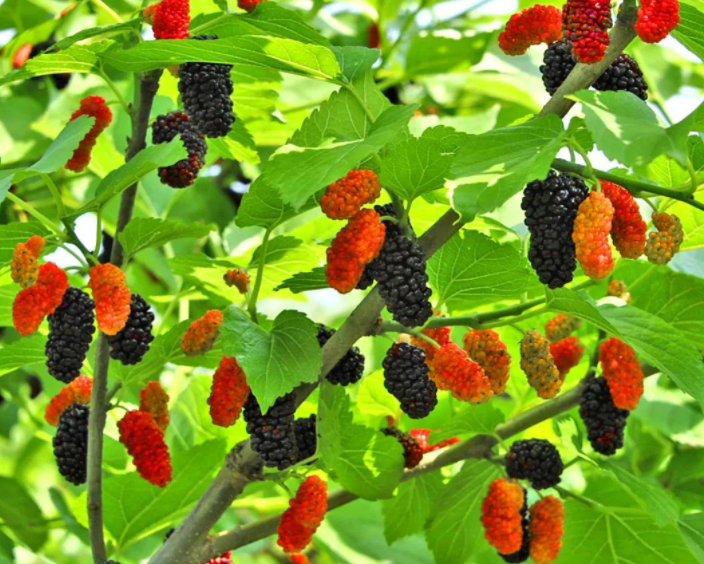 广东适合种什么果树