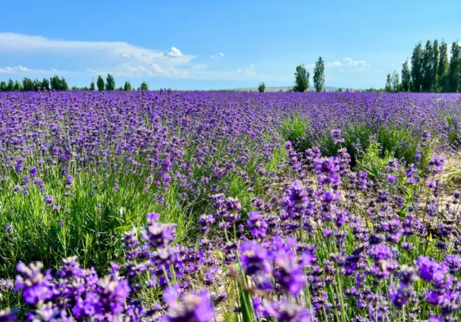 东北适合种什么草