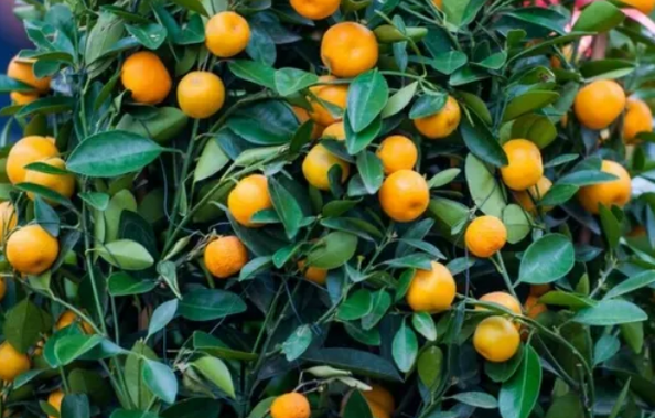 庭院里适合种什么