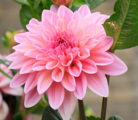 院子适合种什么植物