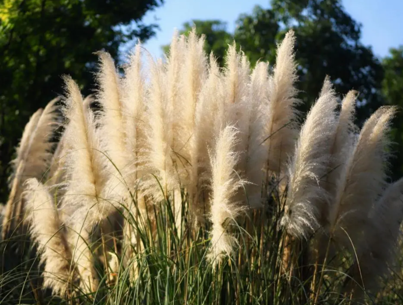 池塘边适合种什么