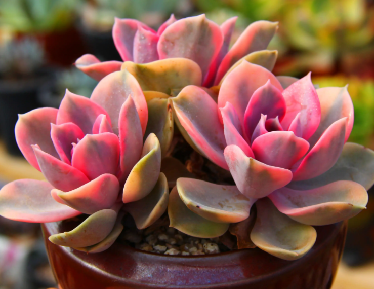 轮胎适合种什么花呢