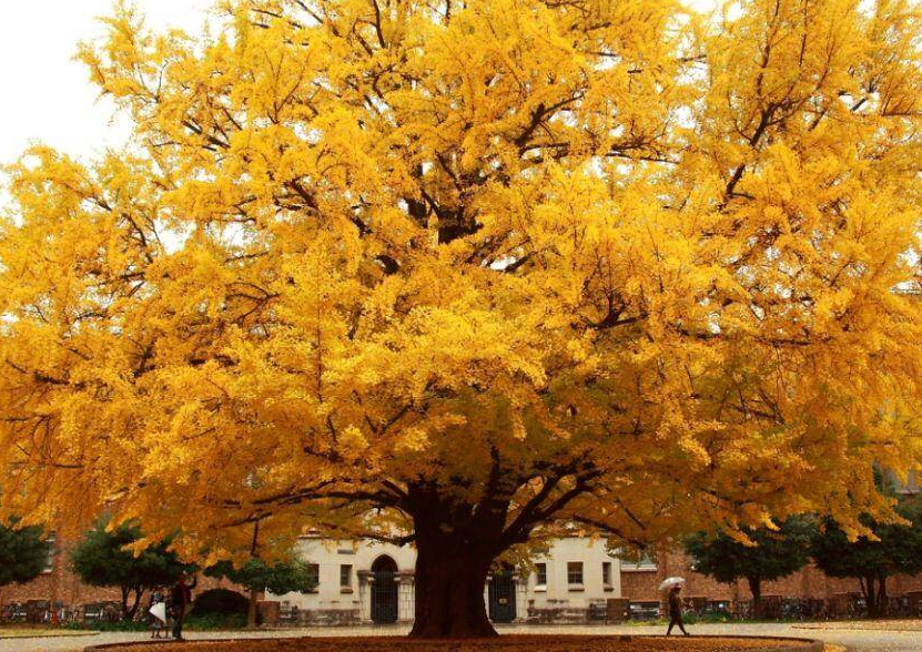 银杏树什么时候栽