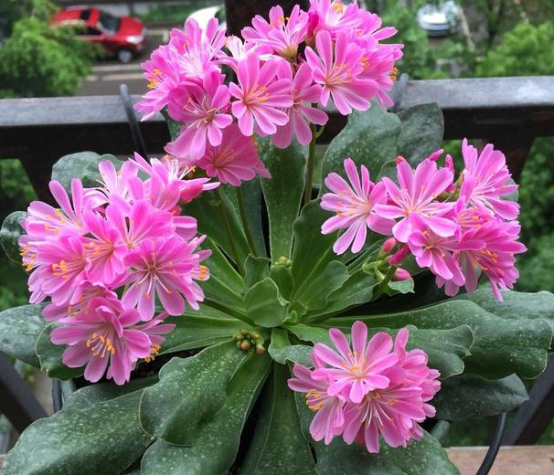 露薇花能活几年