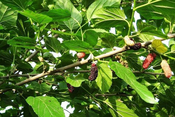 桑树的生活环境和特点