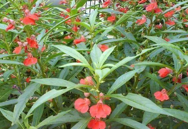 凤仙花为什么叫透骨草