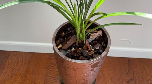 兰花几月份换盆比较好