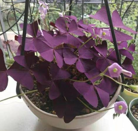 紫蝴蝶花怎么繁殖