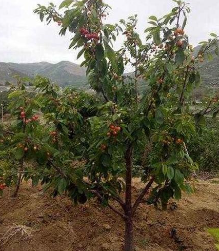 樱桃树什么时候移栽