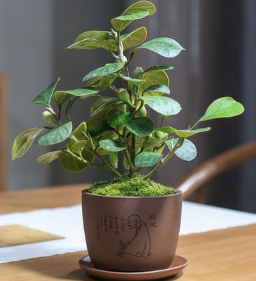 菩提树盆景的修剪方法