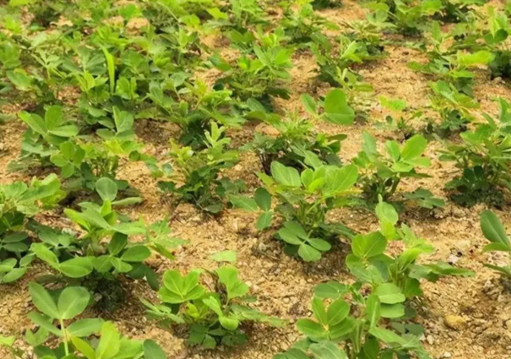 种花生的四个步骤