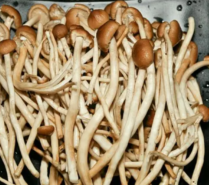 茶薪菇跟茶树菇一样吗