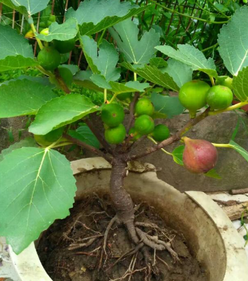 无花果可以种花盆里吗