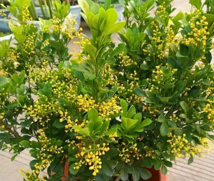 米兰花能在室内养吗