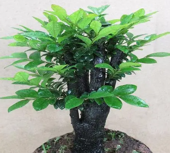 什么树种称为黑檀