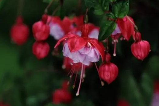 灯笼花的养殖方法