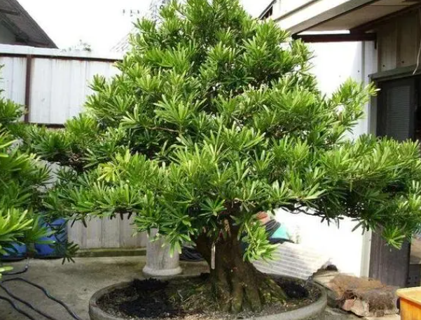 北方门前适合栽什么树