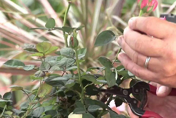 月季花谢了怎么剪枝