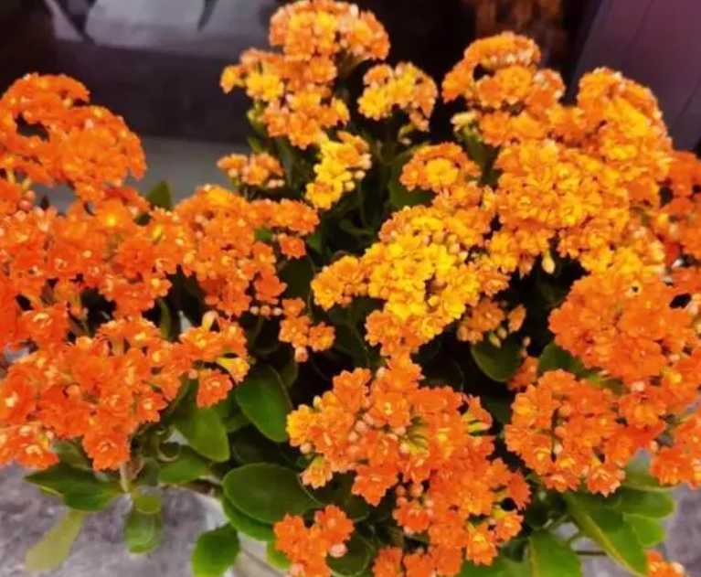 长寿花可以剪枝栽培吗